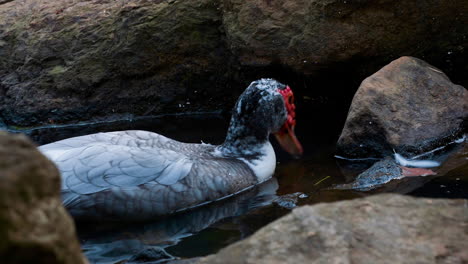 a muscovy duck in the water