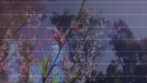 branch bearing pink blossoms in flat design while showing red blue line graphs with bee landing