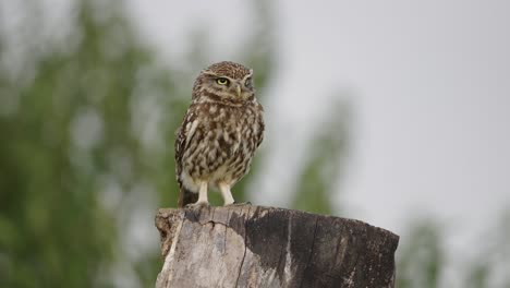 portrait of wild owl on wood in nature with waving trees in background, close up