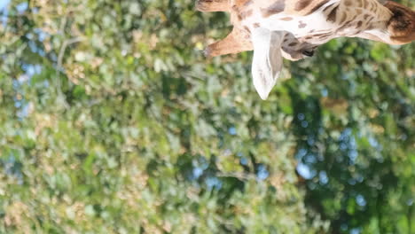 a tall giraffe eats tree leaves closeup african savanna south africa a tall giraffe eats tree leaves closeup african savanna south africa