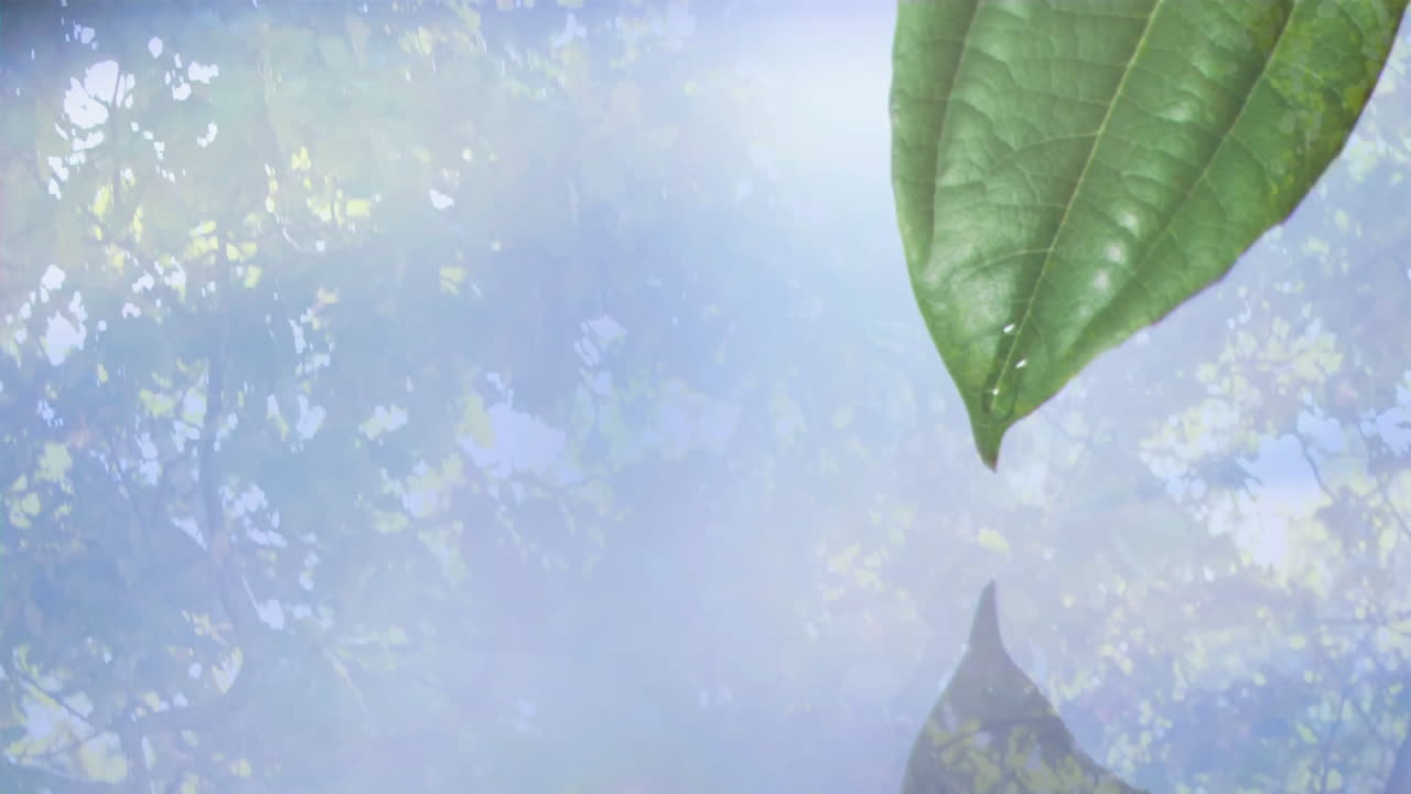 Reflecting water droplets on green leaf with tree canopy in background