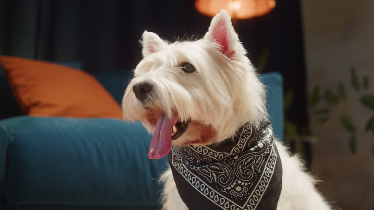 Close-up of a white Westie dog wearing a bandana