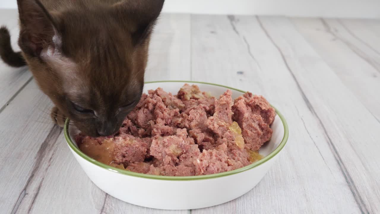 Kätzchen fressen Nassfutter aus einer großen Schüssel. Gesundes Katzenfutter und Gewichtskontrolle für Haustiere, kein Trockenfutter.