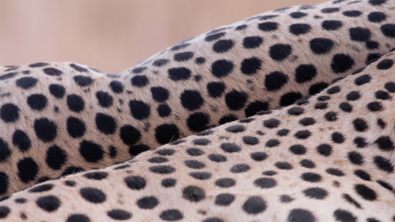Close up rack focus shot of two cheetah's skin pattern lying
