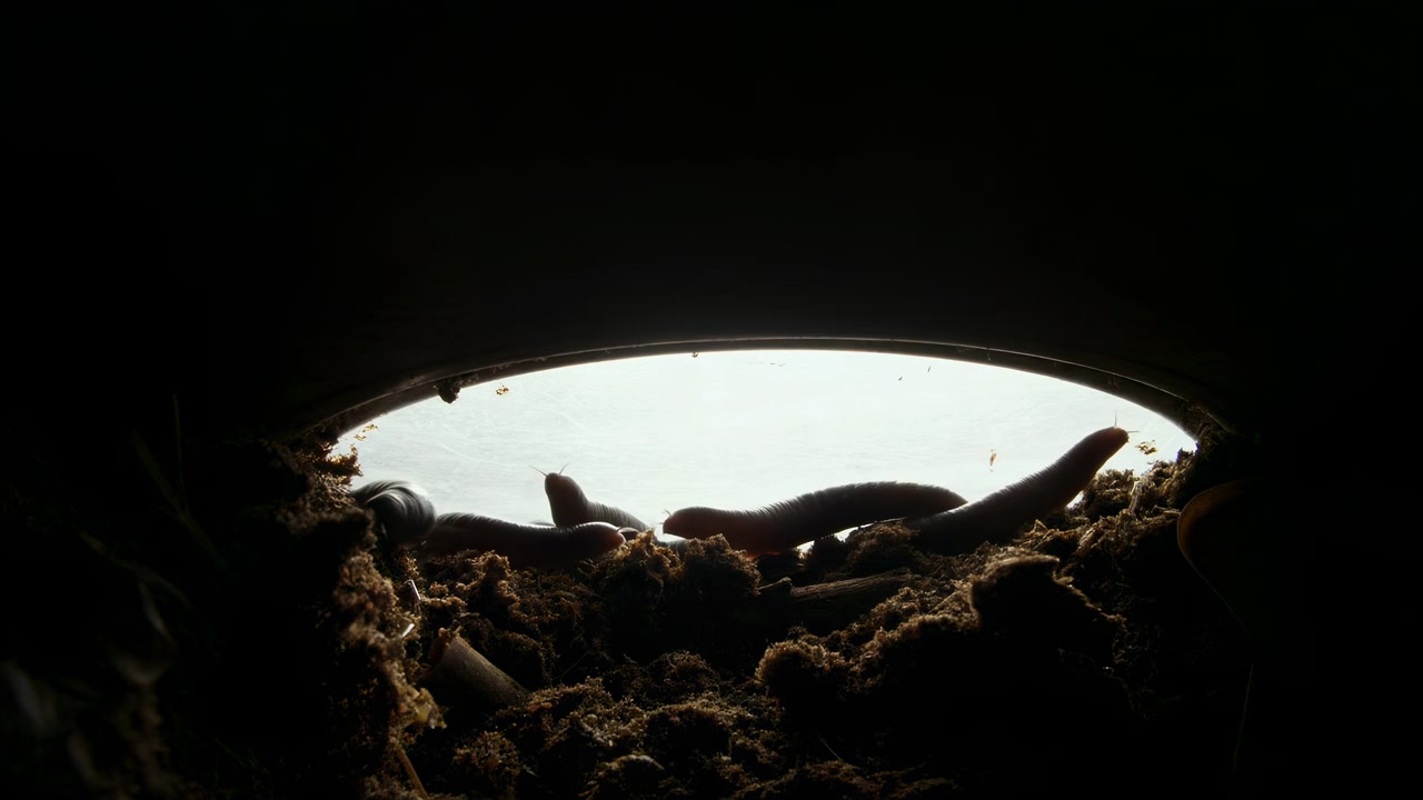 Several earthworms slowly wriggle over moist-looking soil and organic debris beneath a bright oval opening, seen from a low underground perspective with strong backlighting.
