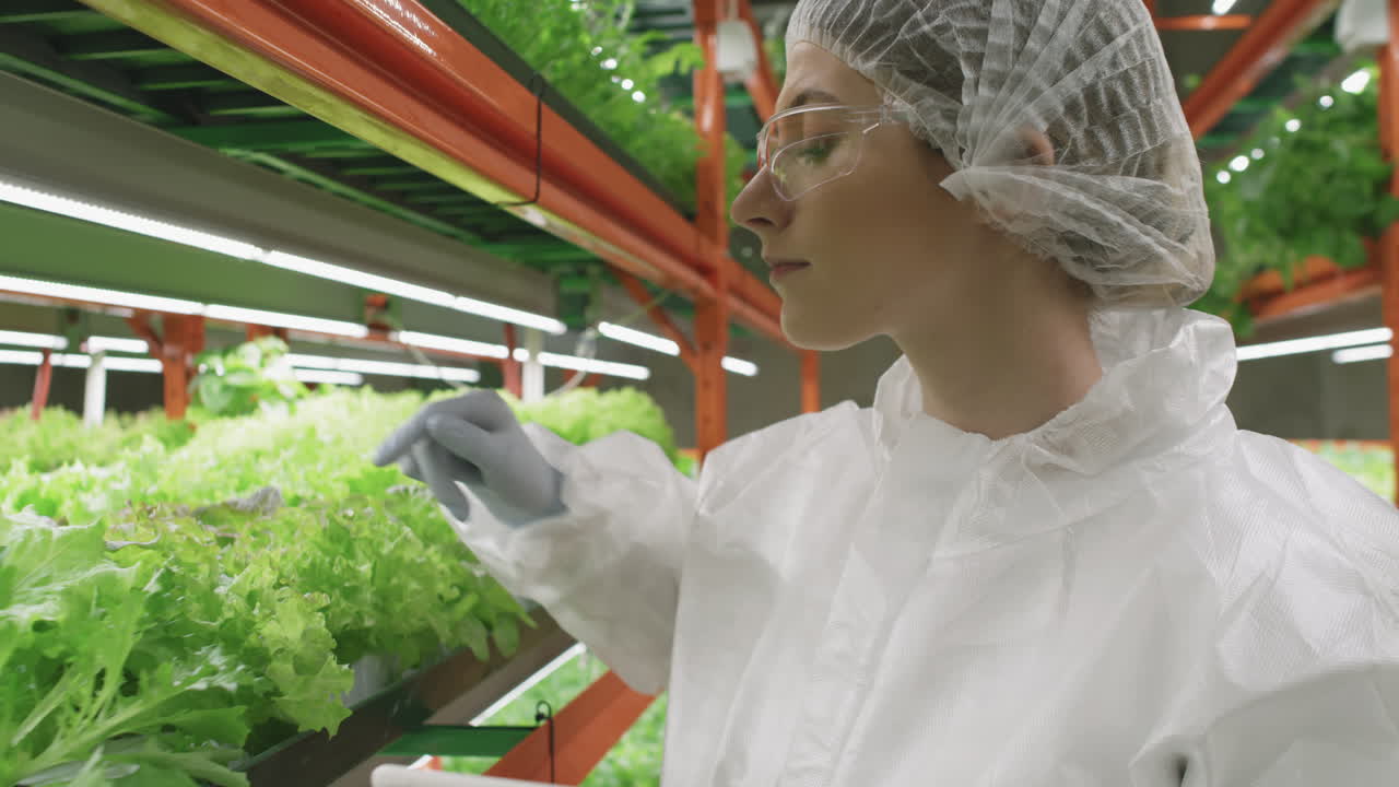 Female Greenhouse Expert Examining Lettuce Leaves