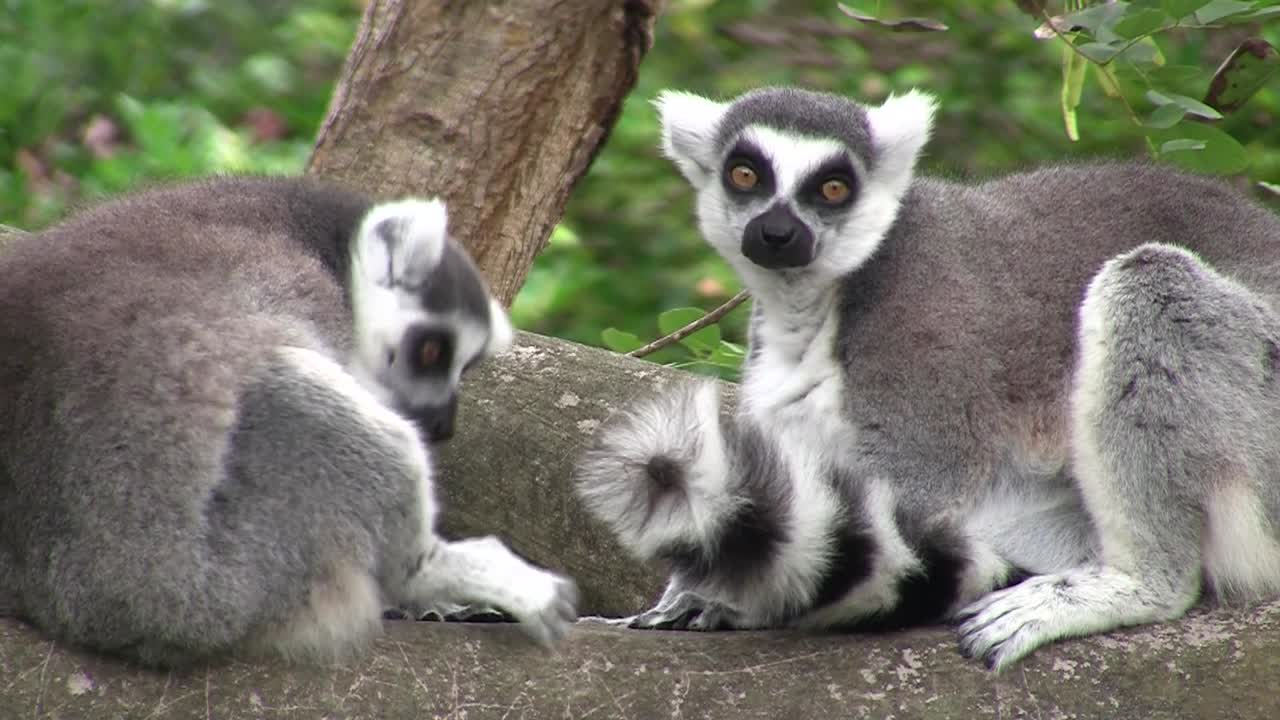 lémures de cola anillada