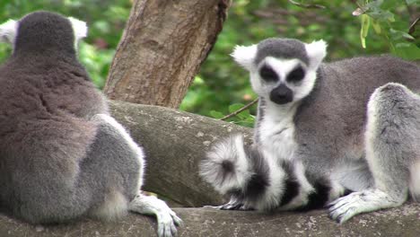 環尾<unk> (英語:ring-tailed lemur) 是一個動物