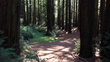 A-slow-push-into-the-morning-forest-at-sunrise