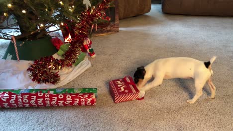 perrito metiendo la cabeza en el paquete y jugando alrededor del árbol de navidad