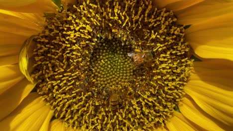 bees pollenate a sunflower