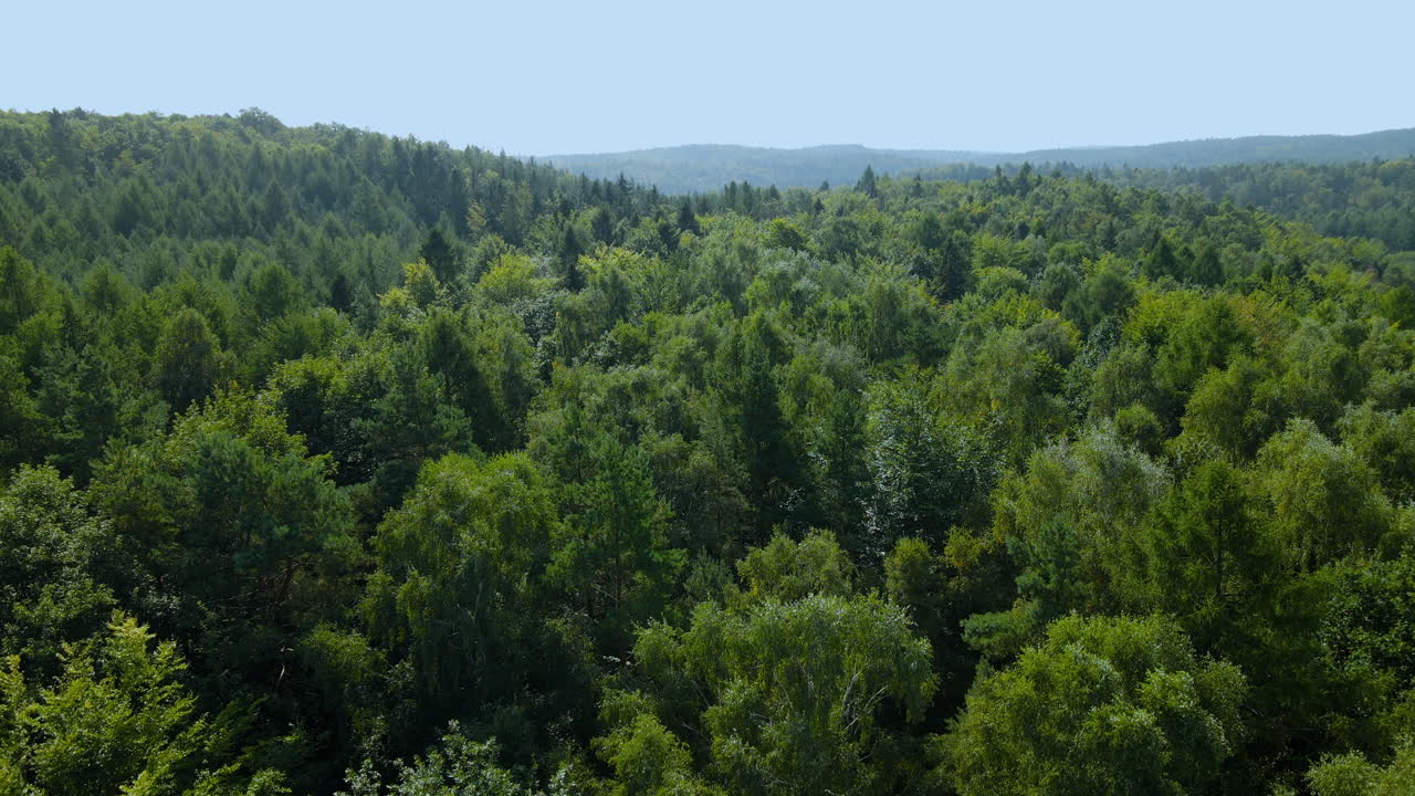 Evergreen deciduous tree crowns of Witomino forest on a sunny day, Poland, drone aerial taking off and slow tilt down shot