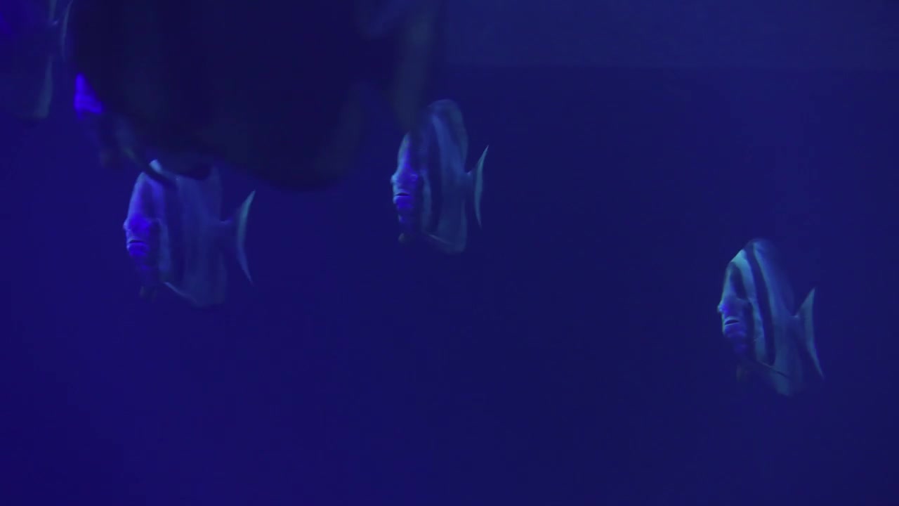Un pesce Platax teira che nuota in acque profonde