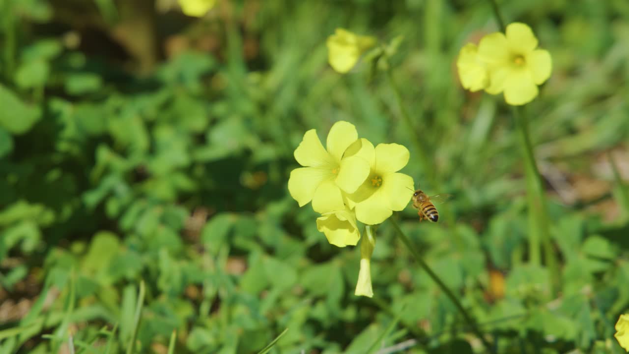 Honeybee collects pollen from yellow Oxalis flower in sunlit meadow, macro close-up, shallow focus