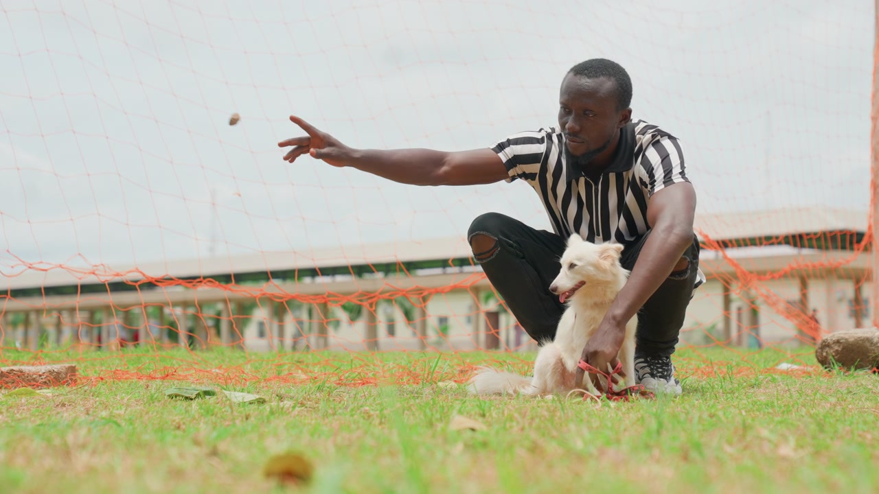 Man and puppies enjoy sunny day. Gentle moment between person and canine outdoors. Tranquil scene showing man with puppies in sunlit grassy field while volunteer supports and educates