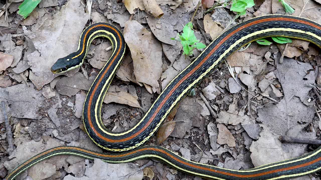 Static video of a Western Ribbon Snake (Thamnophis proximus). This is a harmless, non-venomous species found in the southern United States