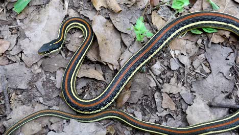 static video of a western ribbon snake (thamnophis proximus). this is a harmless, non-venomous species found in the southern united states