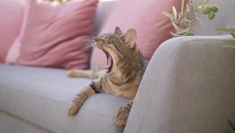 Katze-Entspannt-Auf-Gemütlichem-Sofa,-Lounge-Im-Freien,-Zeitlupe-Am-Sommerabend