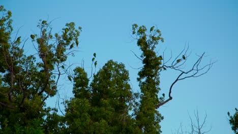 Schwarm-Papageien-In-Einem-Baum,-Burbank,-Kalifornien,-USA