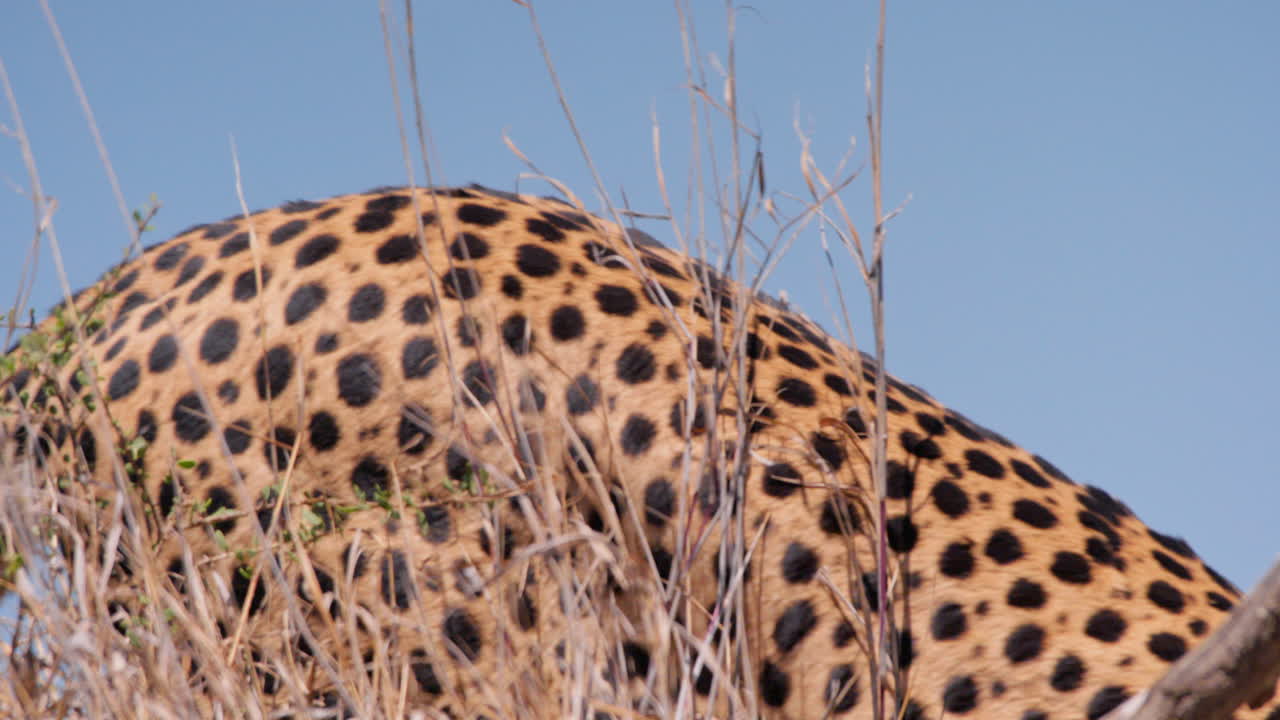 Close up of a cheetah's head and print just as it walks down anthill