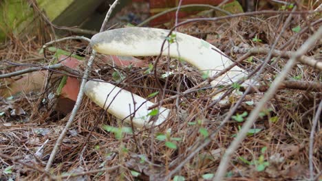 restos de la tapa de un inodoro en un motel abandonado en carolina del norte