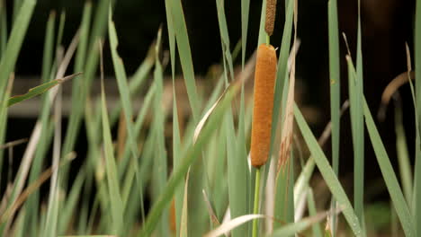 Grass-along-the-embankment-of-Lake-Elizabeth,-Otway-Ranges-Rainforest,-Australia