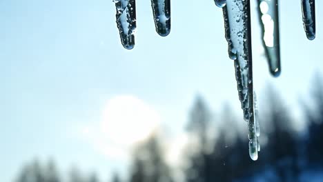 icicles are melting on a sunny day, with water droplets slowly dripping down against a blurred background of a house and snowy trees