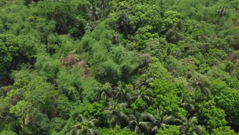 Luft--Oder-Draufsicht-Auf-Tiefgrünen-Wald-Oder-Dschungel