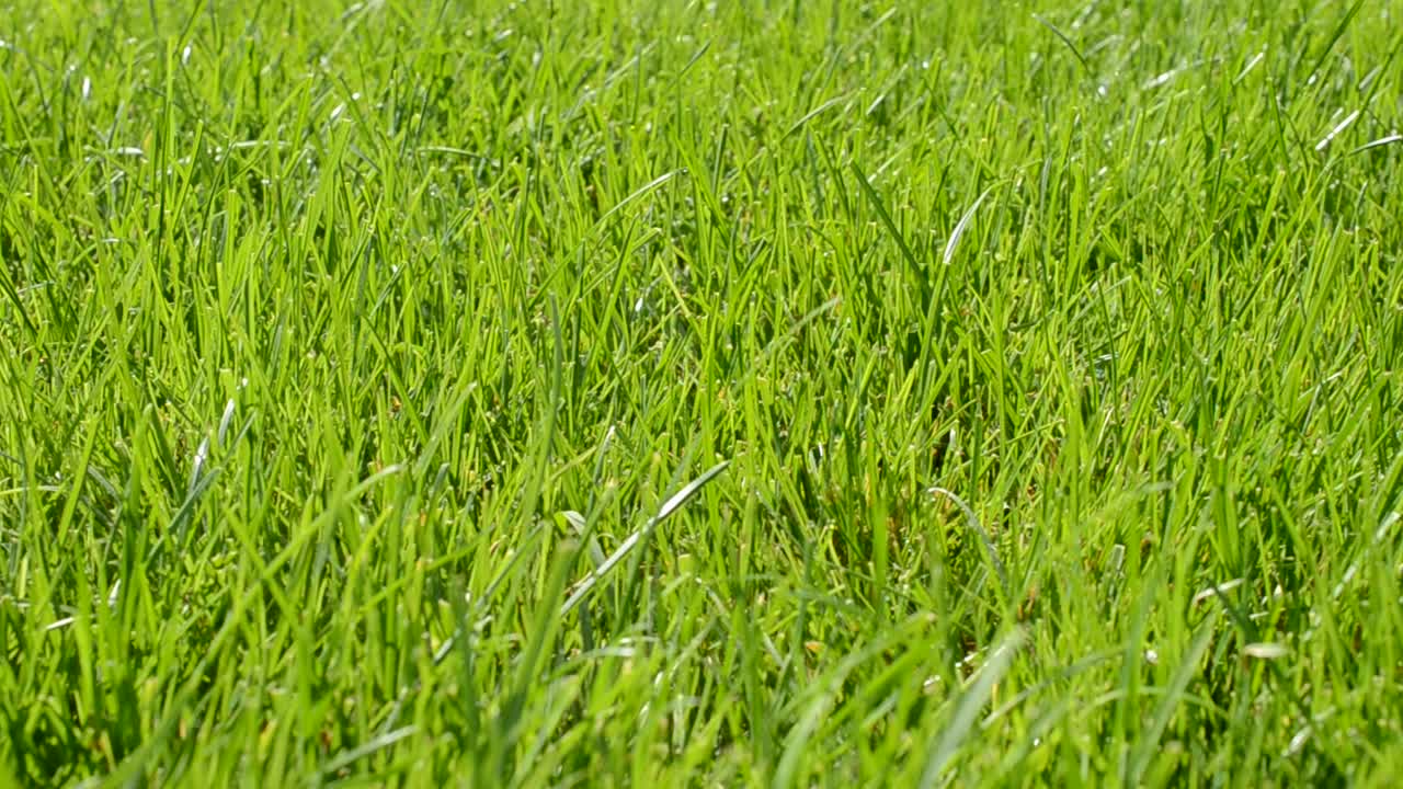 L'erba fresca con le gocce di rugiada si chiude su
