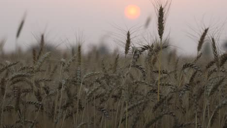 wheat field during golden hour