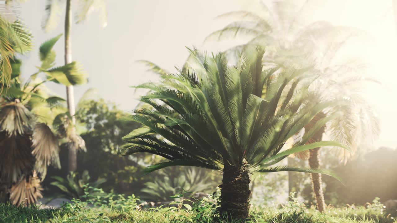 тропический сад с пальмами в солнечных лучах