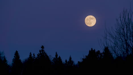 Supermond-Steigt-Am-Nachthimmel-Mit-Der-Silhouette-Eines-Waldes-Auf