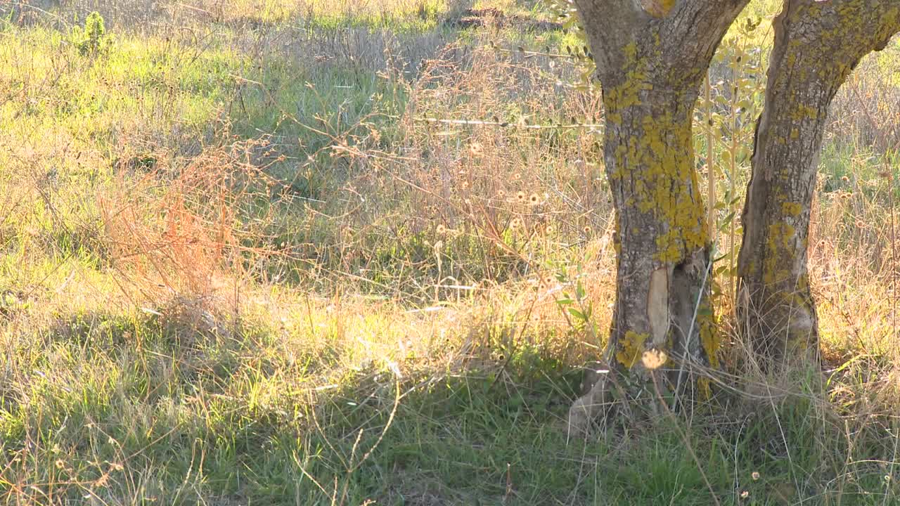 거미줄은 올리브 나무 사이에서 태양 아래에서 형성되고 반짝입니다.