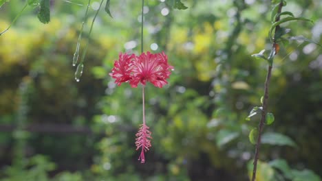 la elegancia besada por el rocío la flor rosada florece en el oasis de la selva tropical