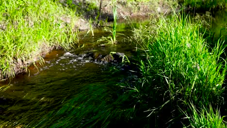 un pequeño río rural que fluye a través de la vegetación verde y las plantas en estonia tallin en 4k ubicado en europa