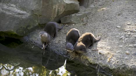 otts eating a fish next to the side of a river