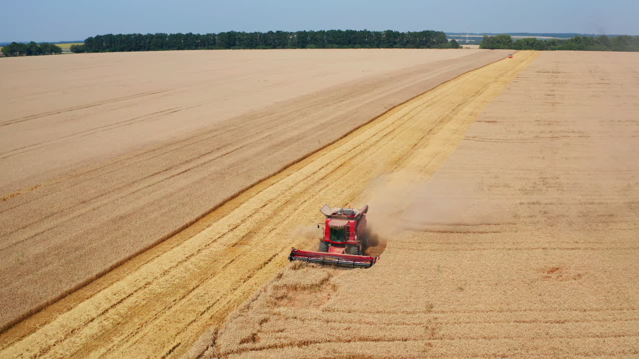 Red harvester going slowly through the ripe field of wheat. Modern combine working in the beautiful vast plantation. Aerial view.