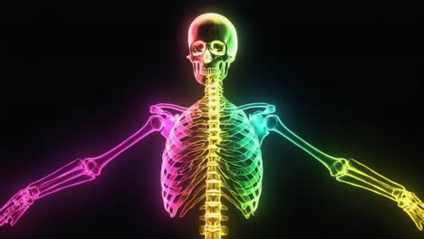 anatomical skeleton