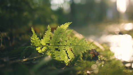 Green-fern-leaf-lying-on-ground-in-forest