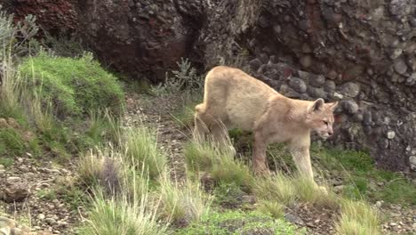 Un-Cachorro-De-Puma-De-Ocho-Meses-Caminando-Con-Cuidado-En-Los-Pastizales-Rocosos-De-Torres-Del-Paine,-Patagonia---Primer-Plano