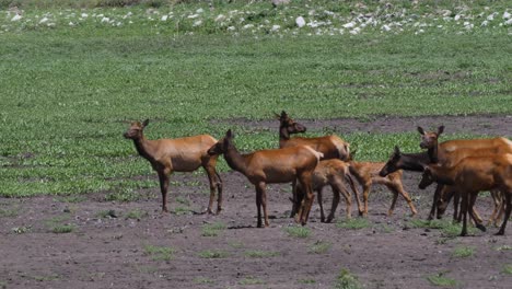 alce de pie en un estanque seco en arizona en busca de comida