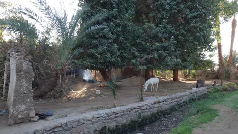 raro burro blanco libre en la naturaleza en la isla de los elefantes, asuán, egipto