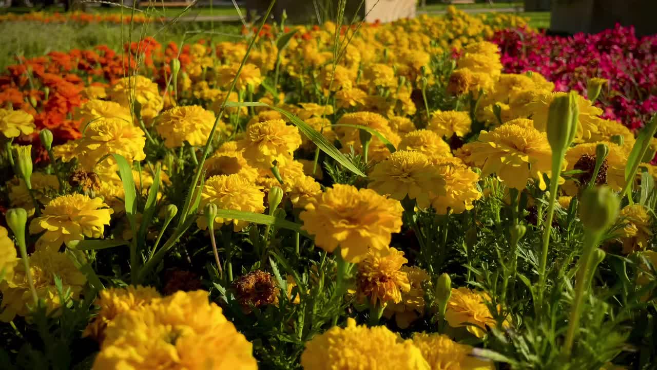 toma de 4k de flores de caléndula amarillas florecientes en un jardín