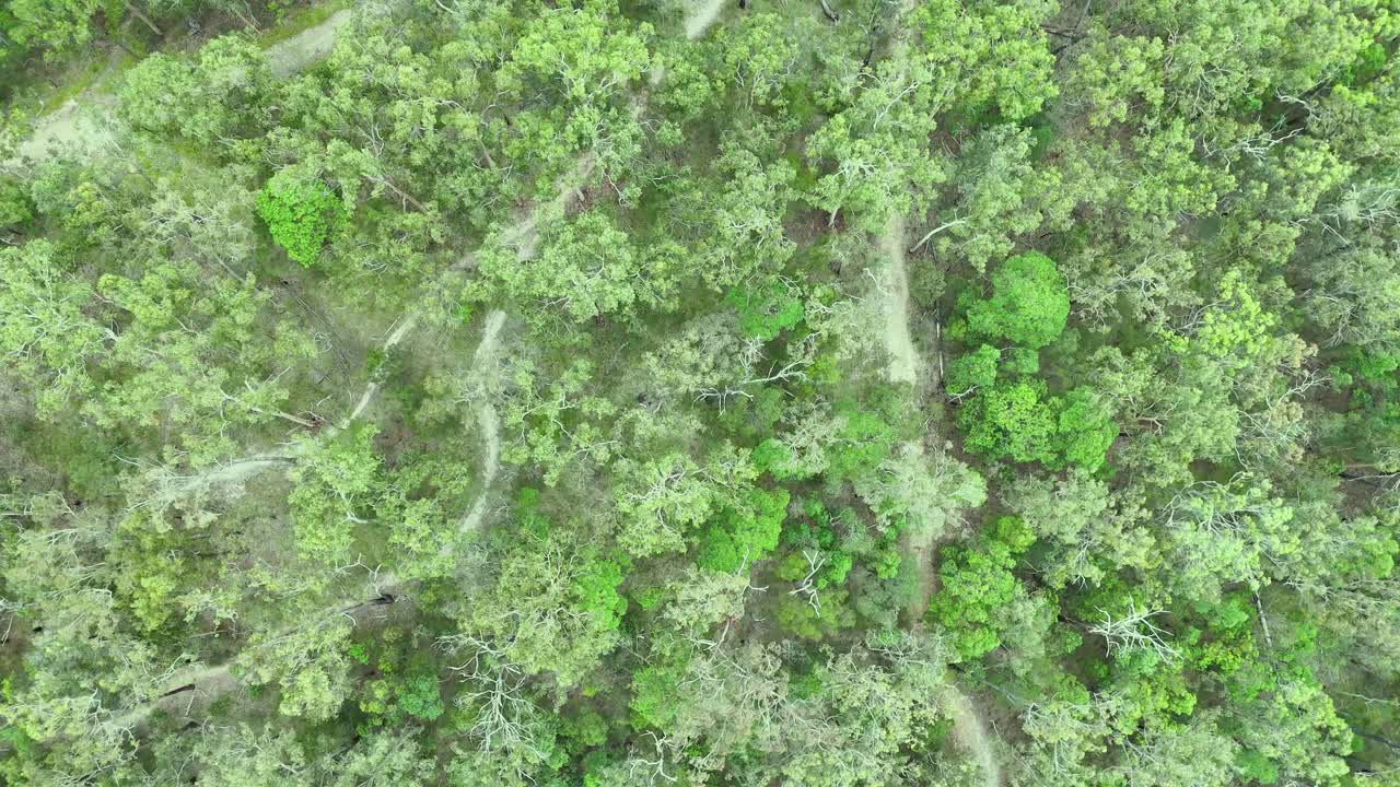 el avión no tripulado captura la densa vegetación y el sendero sinuoso
