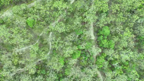 drone captures dense greenery and winding trail