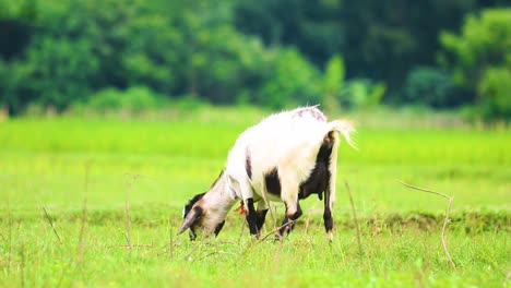 Cabra-De-Bengala-Negra-Pastando-En-La-Hierba-En-El-Campo-De-Bangladesh