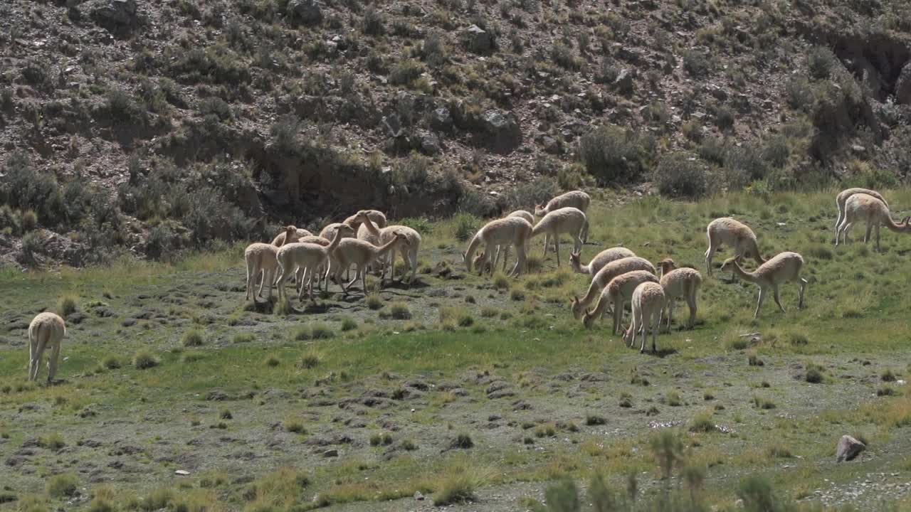 un gran grupo de vicuñas en su hábitat natural