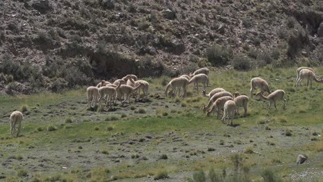 Un-Gran-Grupo-De-Vicuñas-En-Su-Hábitat-Natural.