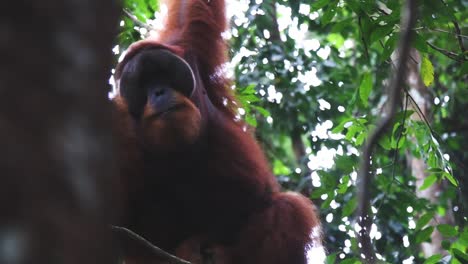 Orangutan-male-sitting-in-a-branch,-Sumatra-jungle,-static-shot