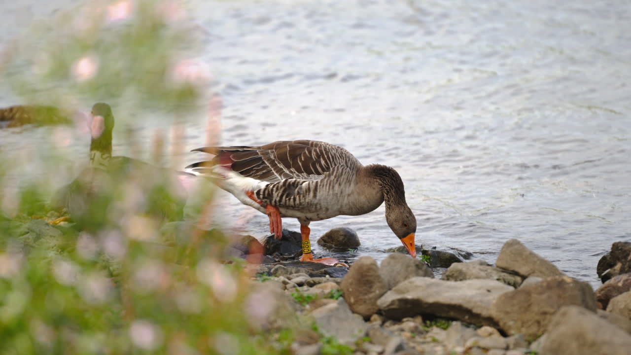 그레이라그 거위 에인서 는 바위 가 있는 해안 에 서서히 움직이는 강 에서 물 을 마신다